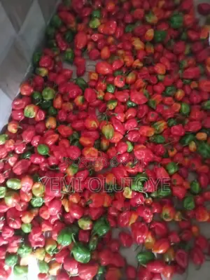 Photo - Hot Chili Habanero Pepper (Ata Rodo )