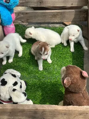 Siberian Husky Stud Service