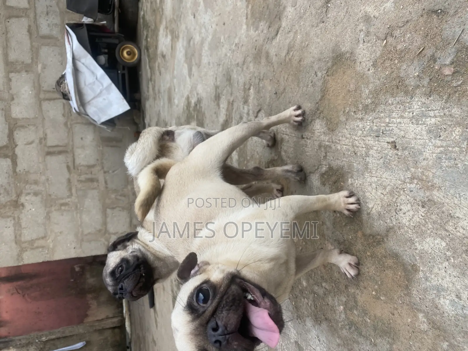 Pug Stud Service