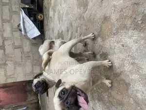 Pug Stud Service