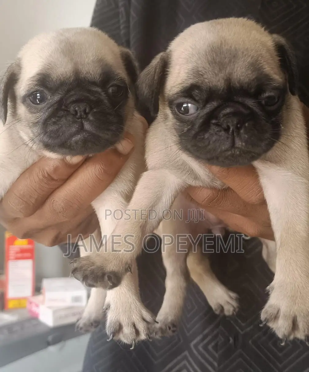 Pug Stud Service