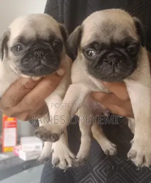 Pug Stud Service