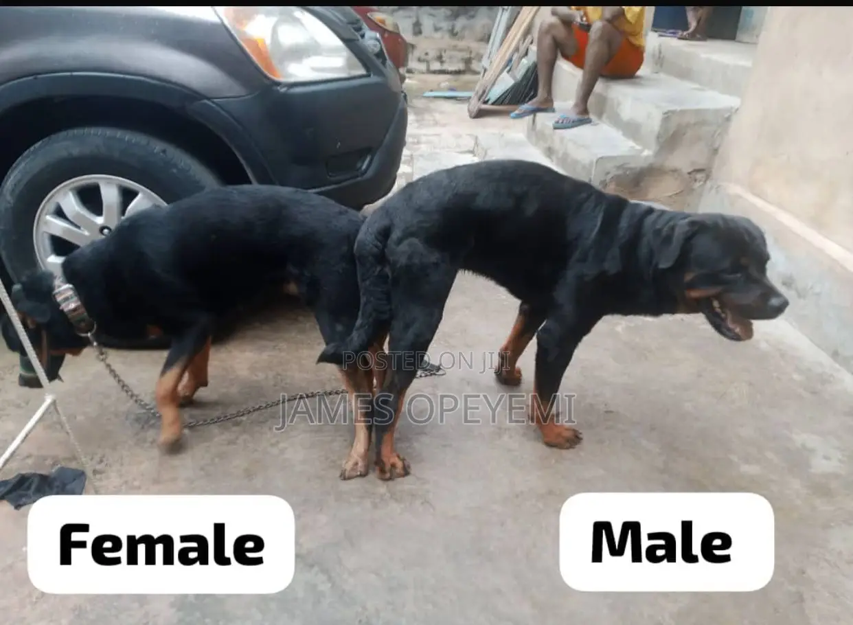 Rottweiler Stud Service