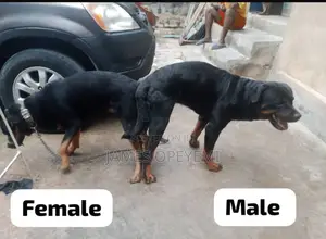 Rottweiler Stud Service