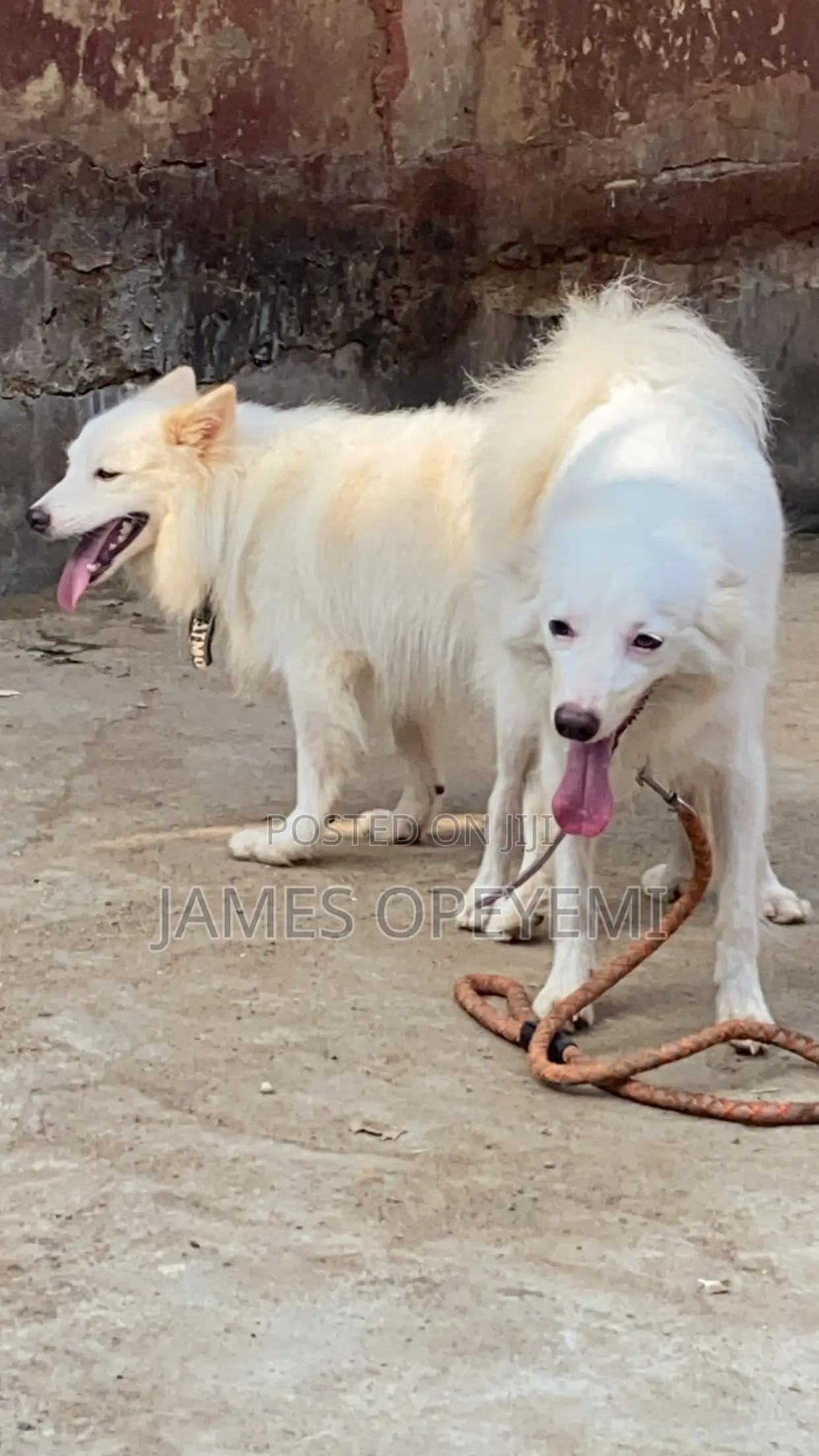 American Eskimo Stud Service
