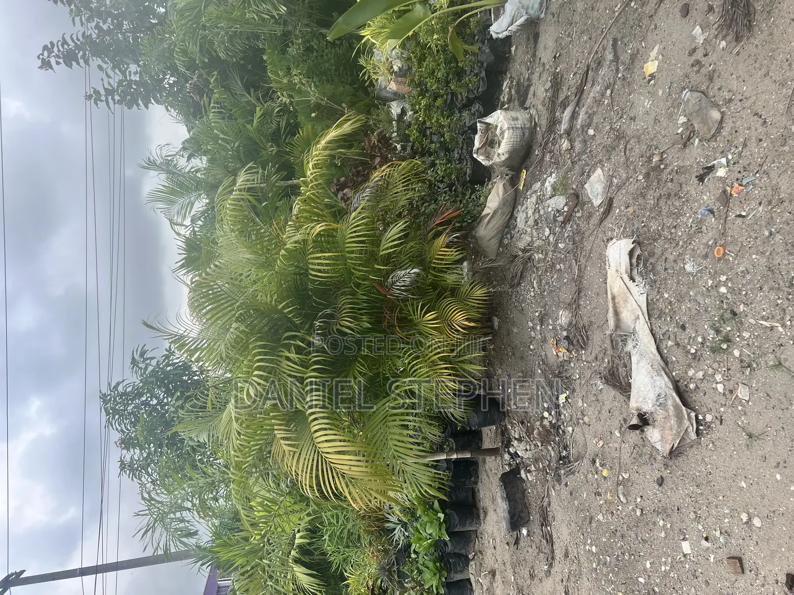 Golden Palm Fo Sell
