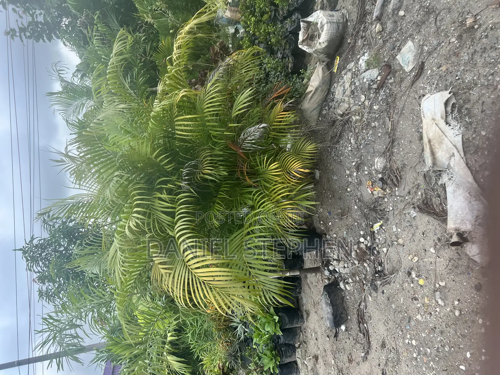 Golden Palm Fo Sell