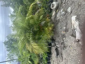 Golden Palm Fo Sell