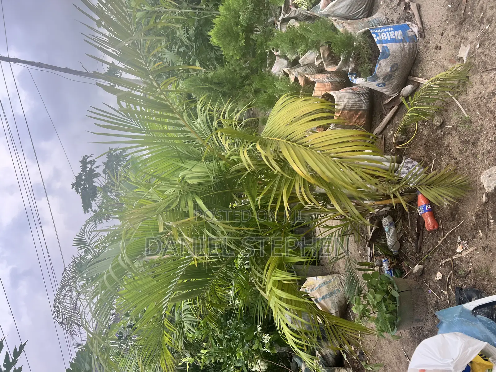 Golden Palm Fo Sell