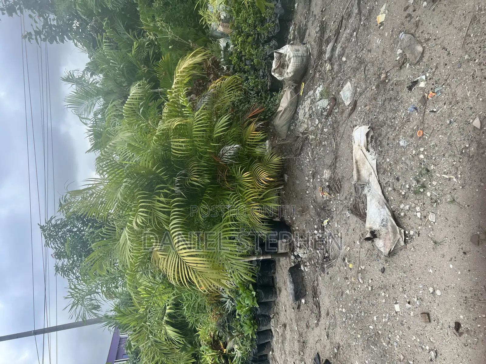 Golden Palm Fo Sell