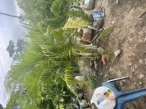 Golden Palm Fo Sell