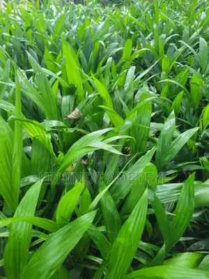 Hybrid Tenera Oilpalm Seedlings