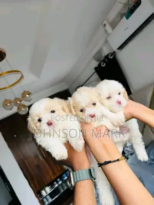 0-1 month Female Purebred Lhasa Apso