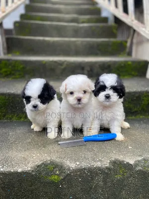 1-3 months Male Purebred Lhasa Apso