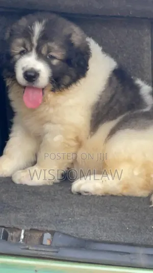 1-3 months Male Purebred Caucasian Shepherd