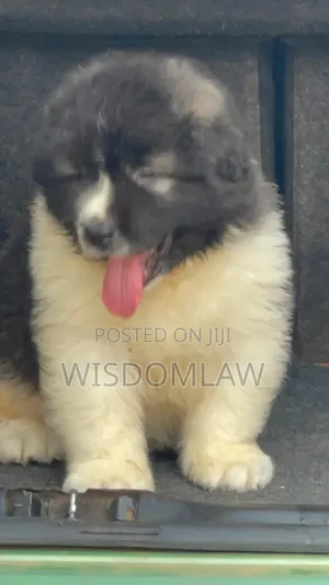 1-3 months Male Purebred Caucasian Shepherd
