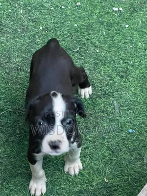 Photo - 1-3 months Female Purebred American Pit Bull Terrier