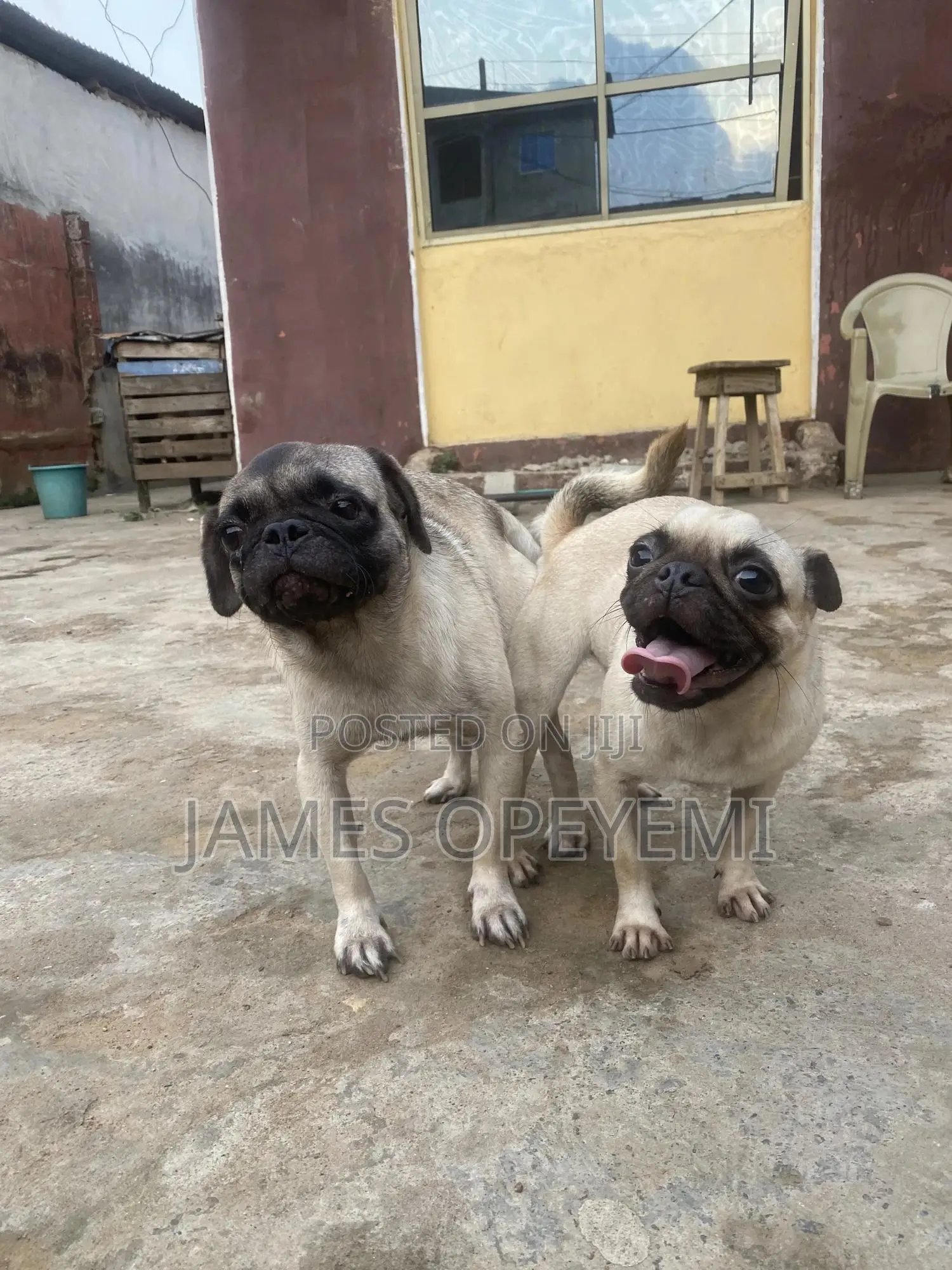 Pug Stud Service