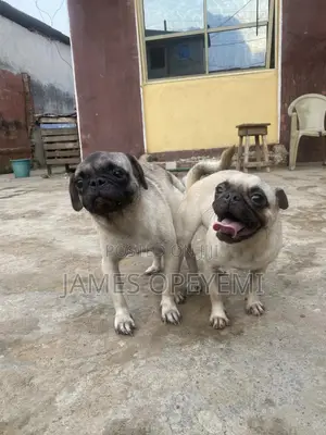 Pug Stud Service