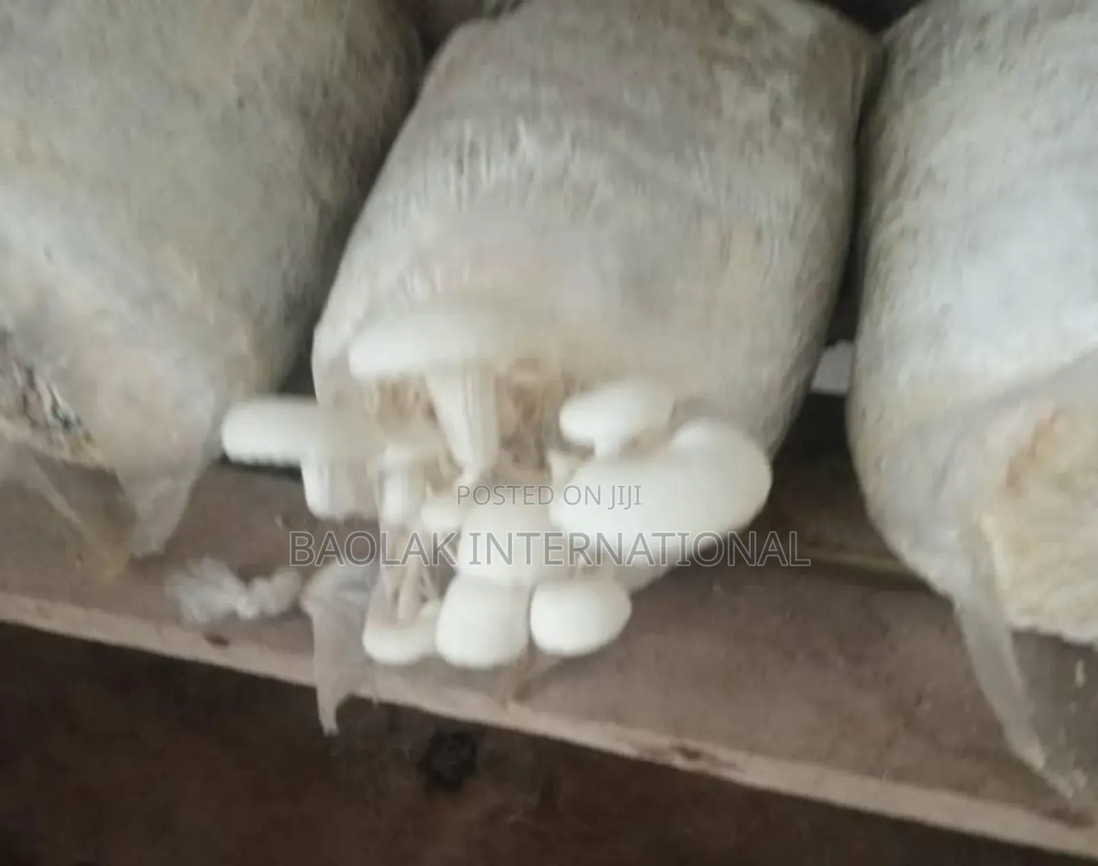 Become Multi Millionaires Through Mushroom Production (Secret).