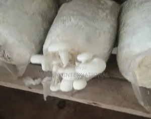 Become Multi Millionaires Through Mushroom Production (Secret).