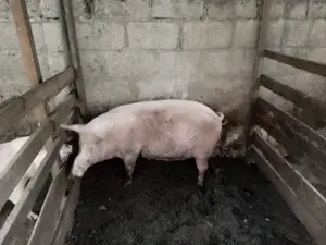 Pregnant Pigs With High Production