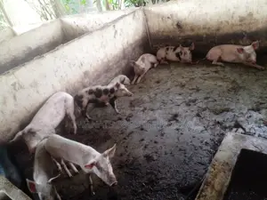 Quality Piglets for Sale
