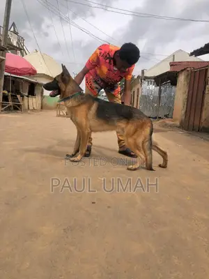 1+ year Male Purebred German Shepherd