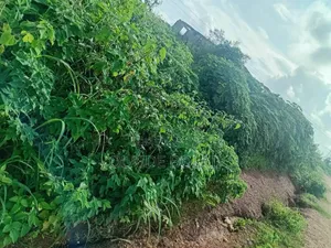 Land for Sale at Residential Area.
