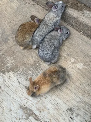 Rabbit Weaners