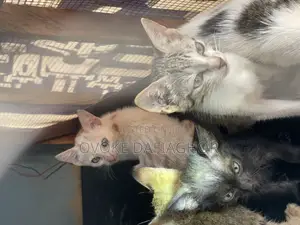 1-3 months Female Mixed Breed Tabby