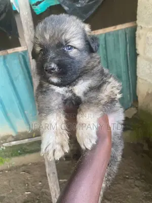 1-3 months Female Purebred Caucasian Shepherd