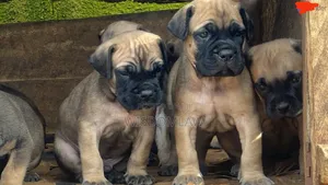1-3 months Female Purebred Bullmastiff