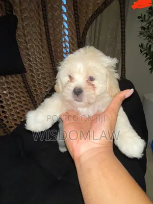1-3 months Female Purebred Lhasa Apso
