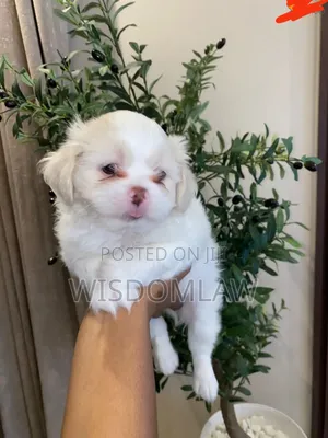 1-3 months Male Purebred Lhasa Apso