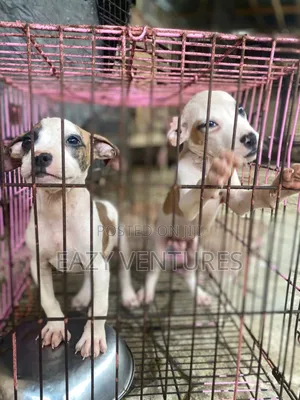 Photo - 1-3 months Male Purebred American Pit Bull Terrier