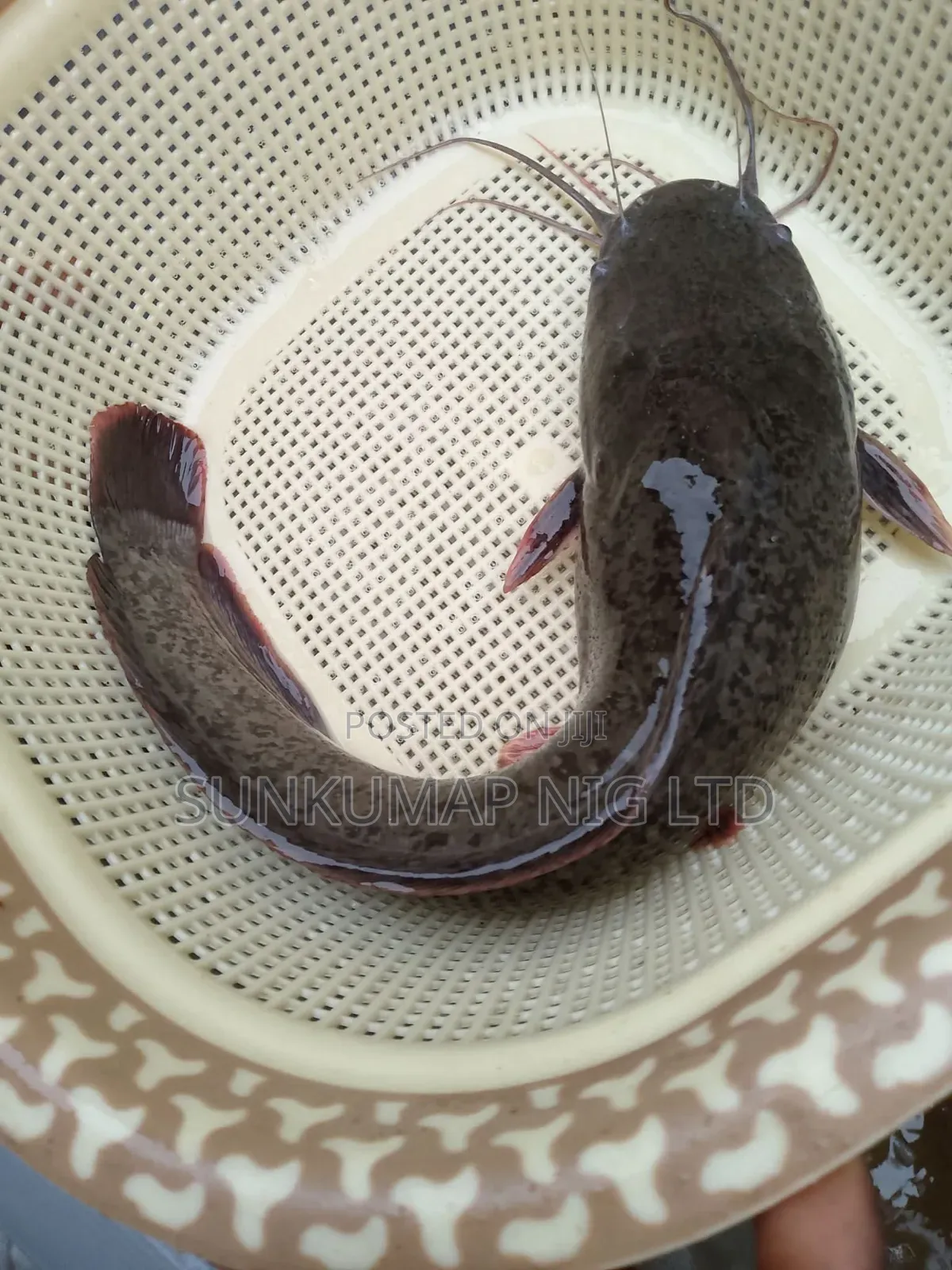 Fresh Catfish for Sale