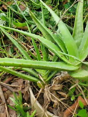 Fully Matured Aloe Vera Plants for Sale