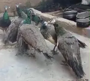 Photo - Young Adult Peacocks Couple for Sale