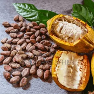 For Sale: Cocoa Seed