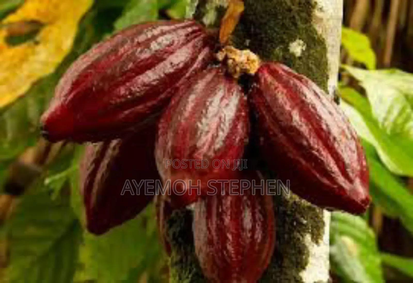 For Sale: Cocoa Seed