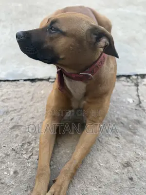 Photo - 1+ year Female Mixed Breed American Pit Bull Terrier