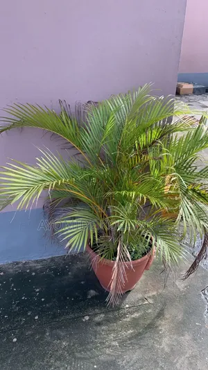 Plastic Pot and Different Flowers