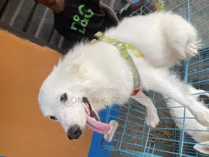American Eskimo