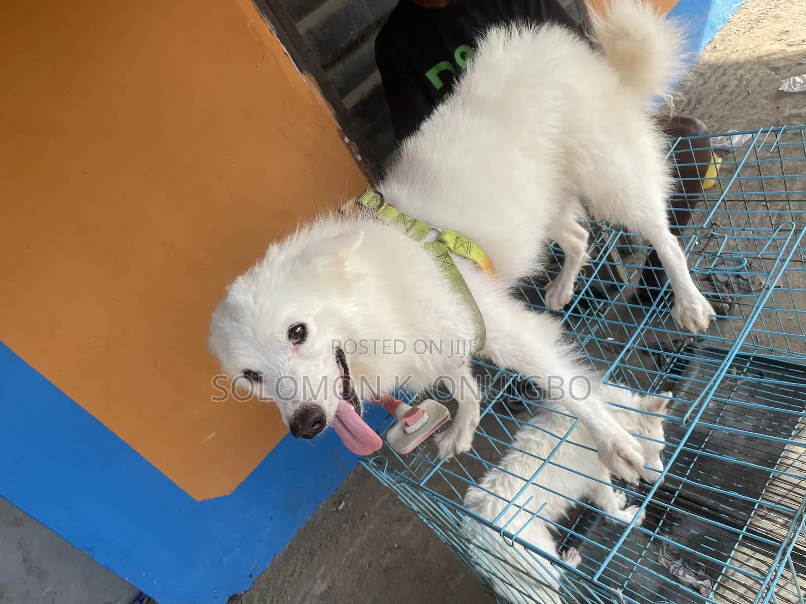 American Eskimo