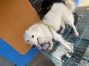 American Eskimo