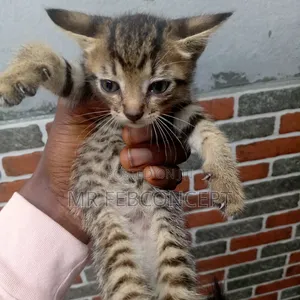1-3 months Female Mixed Breed Cat