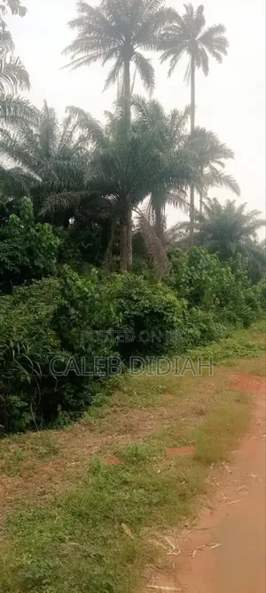 Photo - Cheap Land for Sale at Elele/Omudioga Boundary