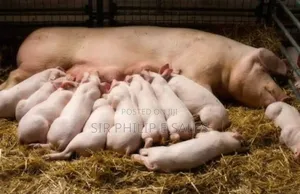Purebred Land Race and Large White