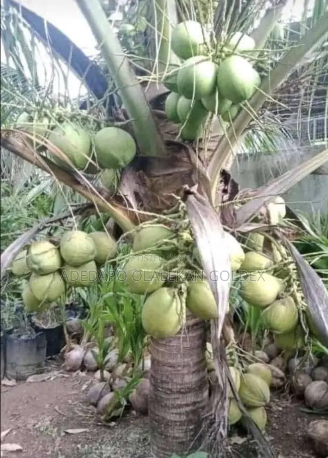 Malaysia Dwarf Coconut Seedlings